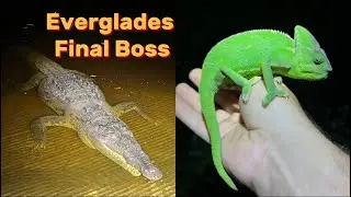 The Deeper i Go, the Crazier these Animals Get..Everglades Day 2