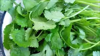 Cilantro, Coriander, Cooking with Cilantro, Chinese Parsley