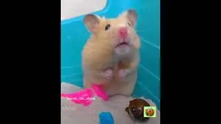 Интересные Моменты из Жизни Сирийского Хомяка Бобби Часть 5 