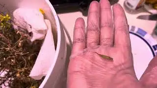 Harvesting Choy Sum Seeds #plantbase #hydroponic #indoorgardening #harvesting