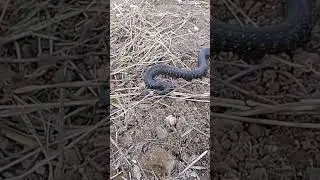 проснулись ползучие твари 🐍