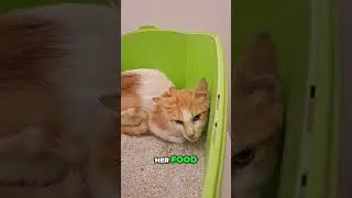 Rescuing a Cat with a Massive Infection: Tiffany's Journey to Recovery
