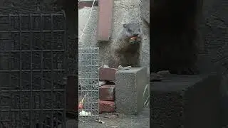 A Groundhog Eating a Carrot!