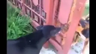 Perros Cobardes (putos)