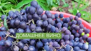 HOW IT IS EASY TO MAKE HOME WINE FROM ISABELLA GRAPES