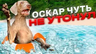 ОСКАР ЧУТЬ НЕ УТОНУЛ В РЕКЕ 😭
