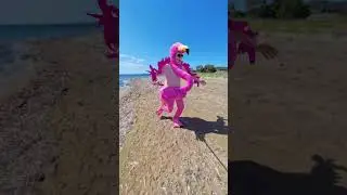Crazy Flamingo! #flamingo #insta360nosemode #busybee @insta360 @halloweencostumes #fun