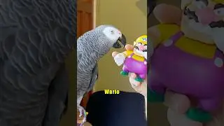 Apollo's Deep Voice 💀