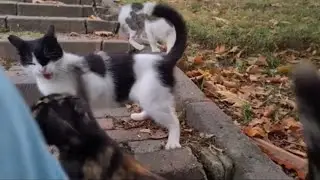 CAT-PUNCH (read desc)