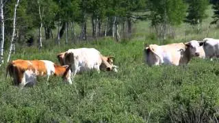 Марсианская Хакасия