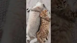 Немного милоты Вам в ленту🥰 в питомнике есть свободные шотландские котята ☎️89033443877