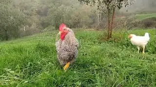 ecco i nuovi Pollastri che iniziano ad uscire