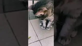 Кунг-фу 