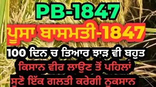 Pusa basmati-1847 full variety details । ਪੂਸਾ ਬਾਸਮਤੀ-1847 ਕਿਸਾਨ ਵੀਰ ਪੂਰੀ ਜਾਣਕਾਰੀ ਉਪਰੰਤ ਹੀ ਲਾਉਣ