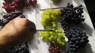 Онлайн стенд для выставки. Нижнеудинск. 23 год.