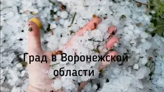Град в Воронежской области уничтожил весь урожай. 18 июля 2022 Рамонский район.