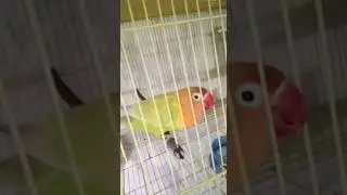 Durasi panjang jantan AR 52