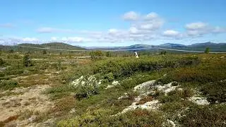 Rypetaksering på Hardangervidda ved Skinnarbu