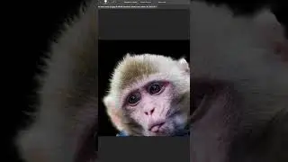Tüylü Nesneleri Kolay Seçme Yöntemi - Arka Plandan Ayırma (Dekupe) - Photoshop Teknikleri/Dersleri