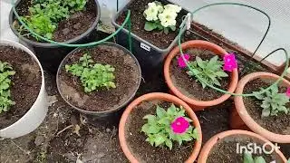 1 МАЯ!🚩Высаживаю петунию🌼🌸🌺