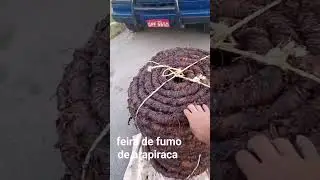 Visitando a feira do fumo na Cidade de Arapiraca - AL #shorts