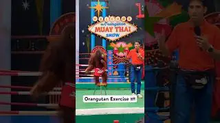 Orangutan Exercises #excercise #thailand #monkey #travel #orangutan #show #trending #funny #fun