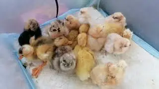 Новое племя шёлковое окраса бафф, Америка. Бегунки подросли, гуляют.