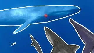 Which Prehistoric Predators Could Take Down A Blue Whale?