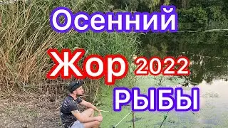 ОСЕННИЙ ЖОР РЫБЫ 2022/ВЕЧЕРНИЙ ВЫЕЗД НА РЫБАЛКУ/ТЕСТИРУЕМ НОВЫЕ КОРМУШКИ/#осеняя рыбалка2022#рыбалка