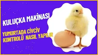 Kuluçka makinasında yavru kontrolü nasıl yapılır ?