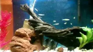 Piraña pacu alimentando Feeding