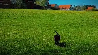 Memory of my dog.