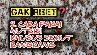 2 CARA MENGGUNAKAN NUTRISI SEMUT RANGRANG BIAR KROTO BERLIMPAH RUAH BIIDZNILLAH