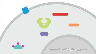 16 01 NFAT Activation and Cyclosporin