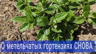 Самарская Лидия после заморозков/Если 