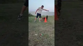 How to teach a dog to go around