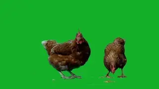 chickens on green screen/chroma key for download/no copyright