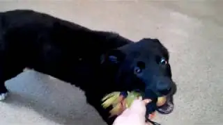 Игры весёлого щенка Мишы. И так мы бесимся целый час!