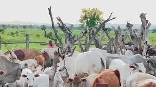 Matuurdit Jokbil at Cattle Camp in Uganda