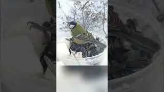 Надо подкармливать птиц зимой.