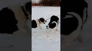 Алабай попробуй догони