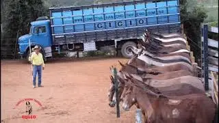 Conhecimento tropeiro !!!