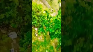 DESI BALAK GAMA KE#haryanvistatus #haryanvishort #viral #nature