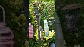 #squirrel #cheeky #birdfeeder #cute #pest #grey #furry #clever #animal #climbing