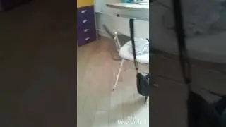 Мои забавные звери #1