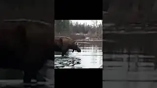 Охота и рыбалка в Эвенкии!!! Собаки выгнали крупного лося на реку.