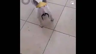 chingchong dog