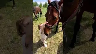 Наш мини табун. #лошади #horse #скачки