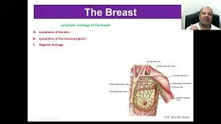 01 Anatomy & Development of the breast