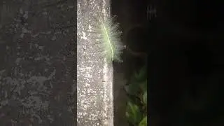 THIS FASCINATING LEAFY, WORM- LIKE ANIMAL